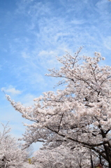 大阪城公園の桜