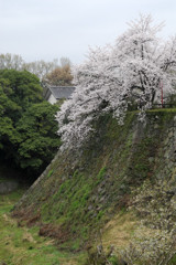 郡山城のさくら