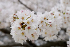郡山城のさくら