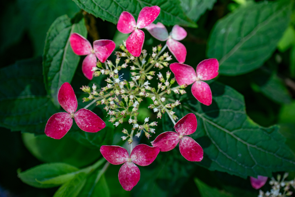 長居植物園にて