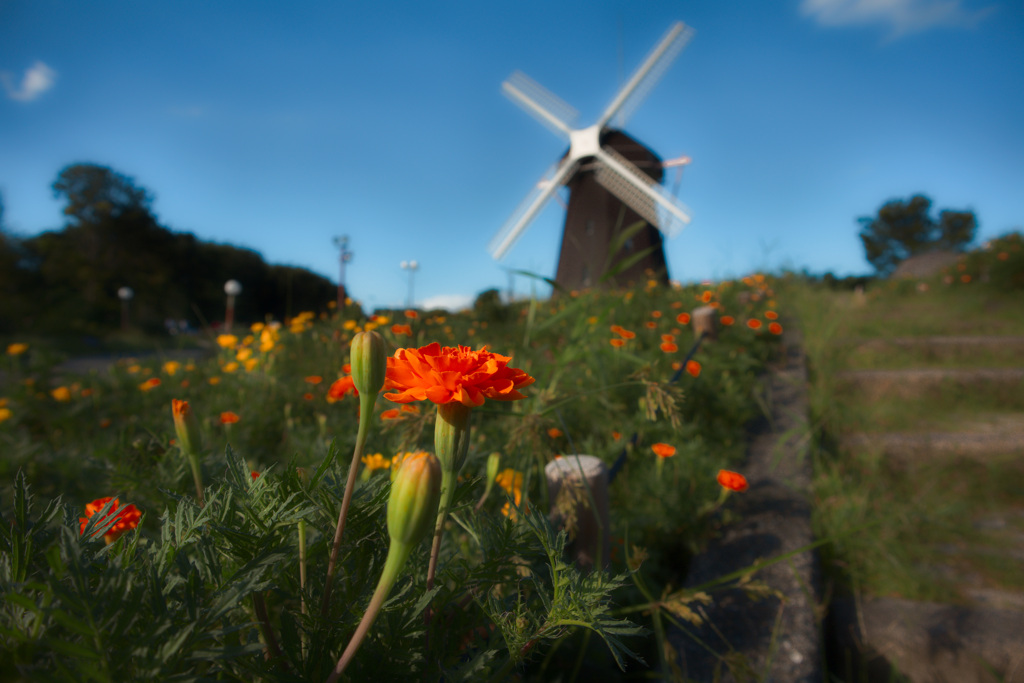 鶴見緑地公園　風車の丘