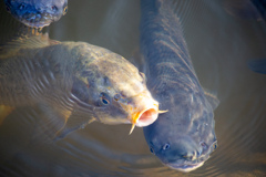 エサちょ～だい！