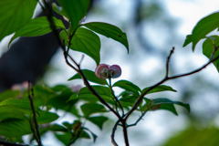 大阪城公園にて