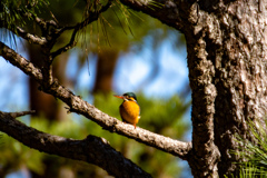 出会い（トリミングあり）