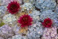 長居植物園にて