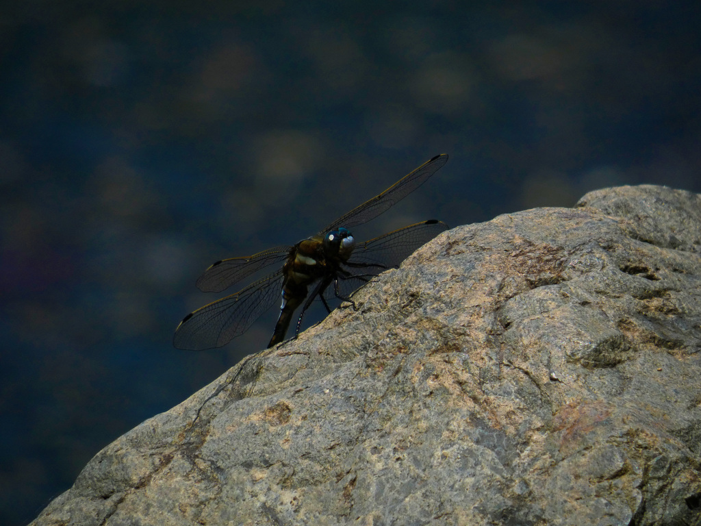 万博記念公園にて