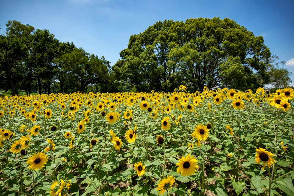 ひまわりだらけ