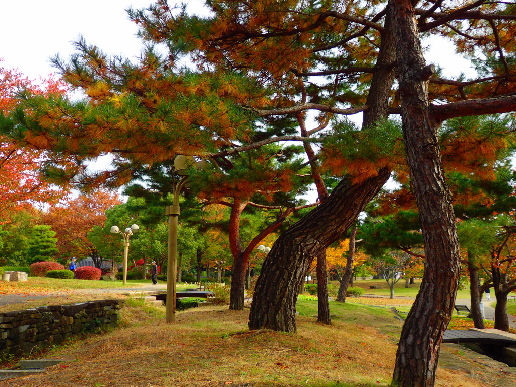 松も紅葉