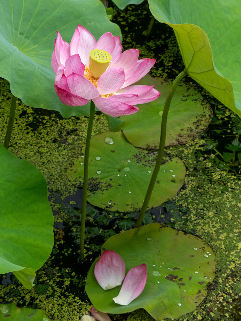 万博記念公園にて