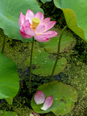 万博記念公園にて