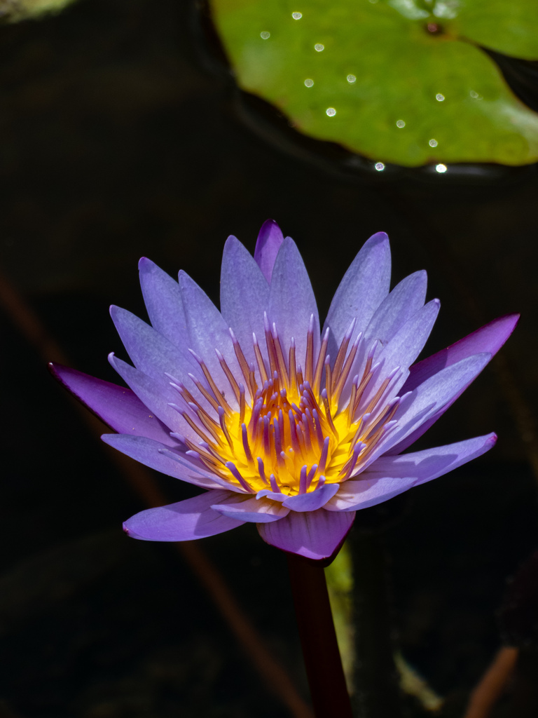 万博記念公園にて