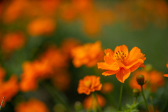 コスモスフェスタ