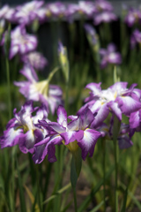 長居植物園にて