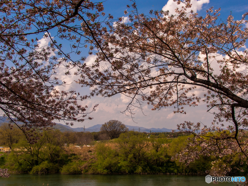 2017年　背割り堤