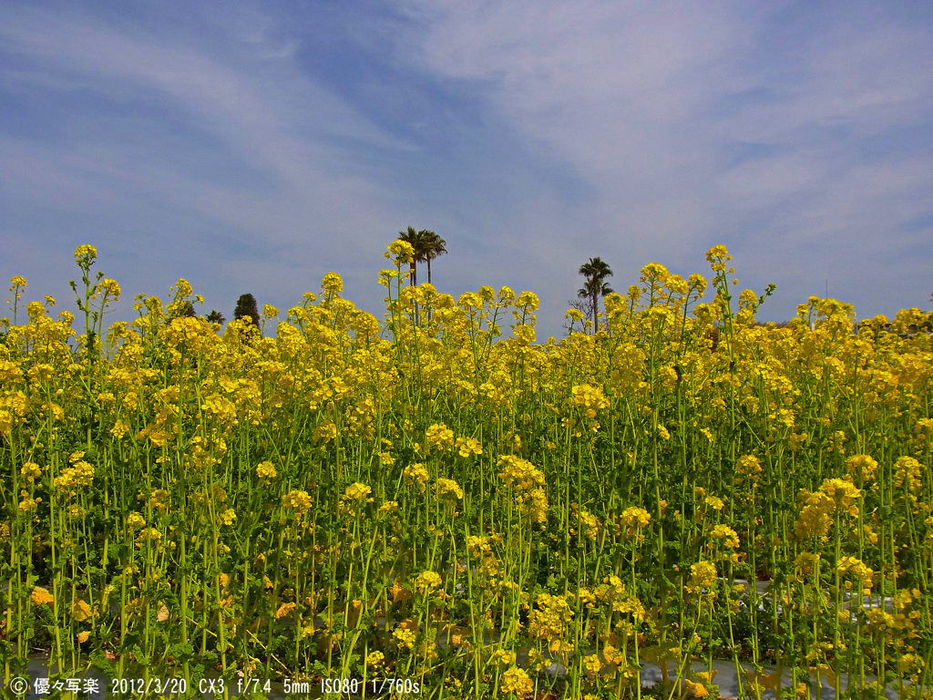 菜の花
