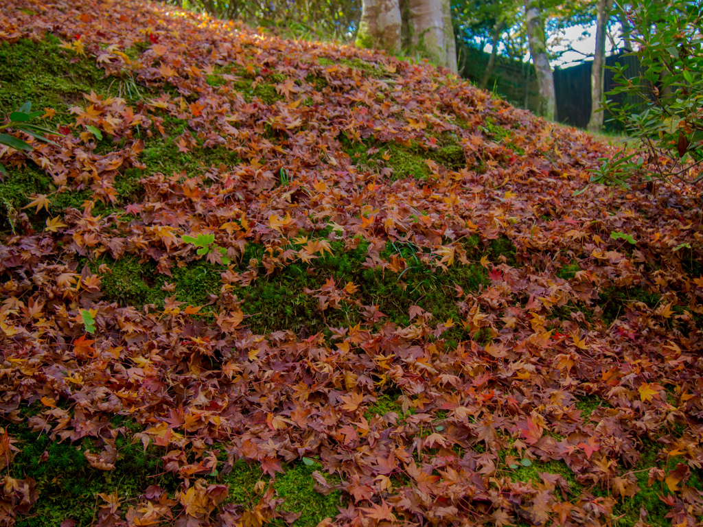 京都　東福寺にて
