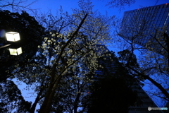 ビルのはざまで