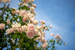 中之島バラ園にて