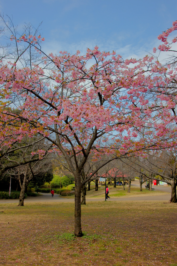 鶴見緑地公園にて