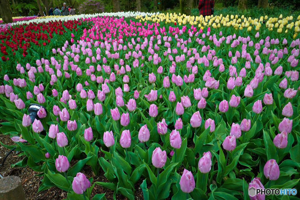 京都府立植物園