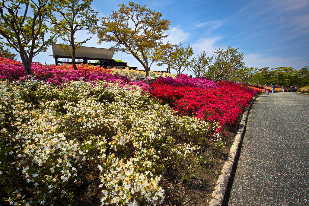 ツツジの丘