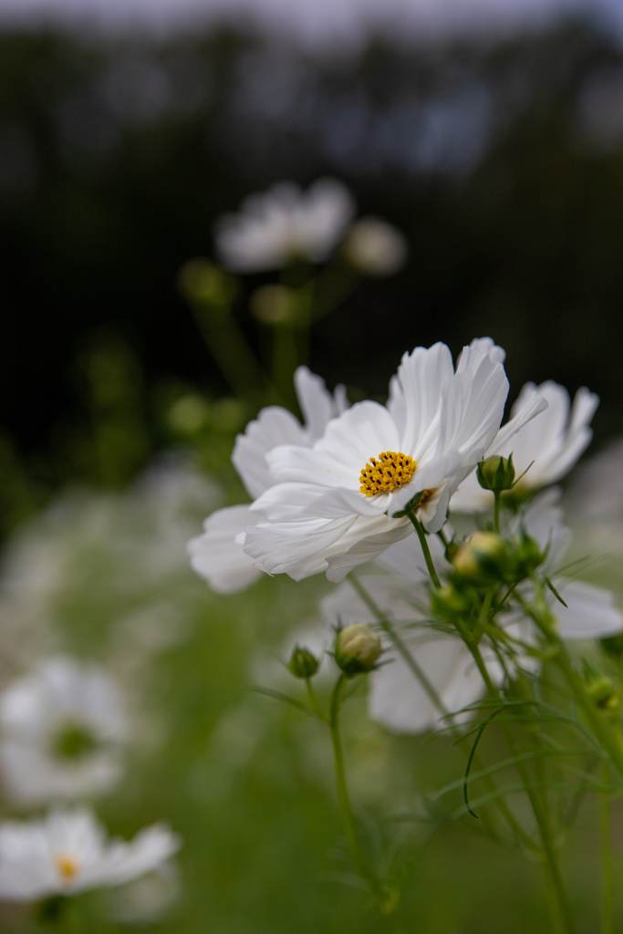 コスモスフェスタ