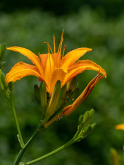 長居植物園にて