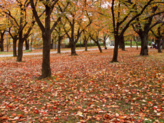 大阪城公園にて
