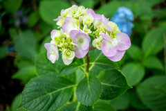 紫陽花