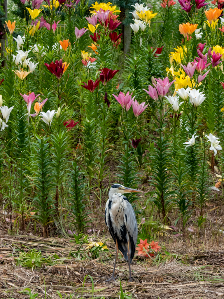 花より目立って