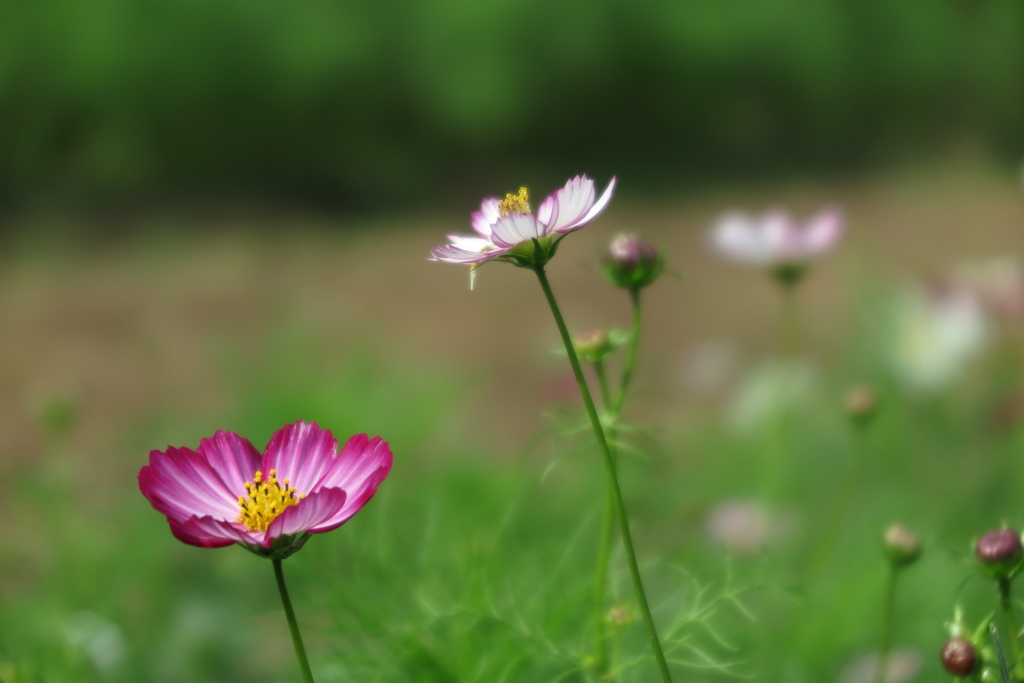 長居植物園にて