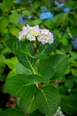 紫陽花