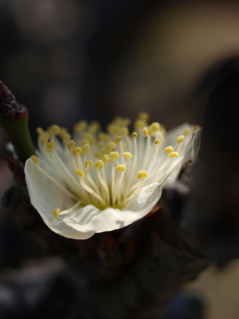 2013_02_10 大阪城公園梅林