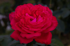 中之島バラ園にて