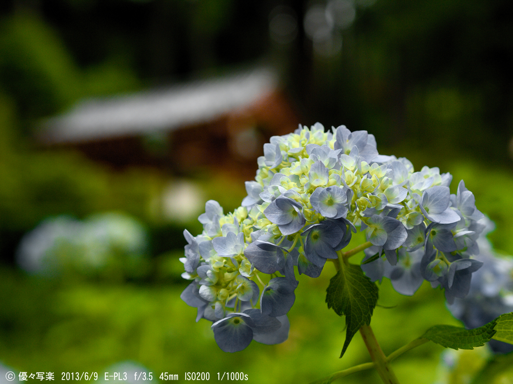 あじさい寺