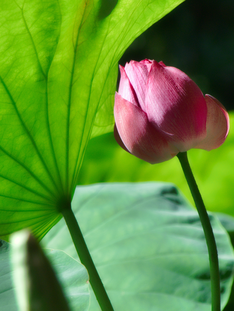 鶴見緑地公園にて