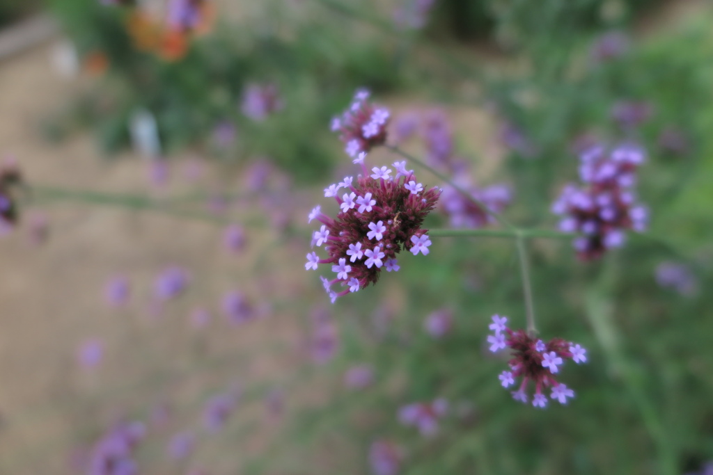 長居植物園にて