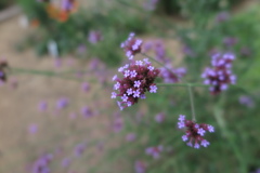長居植物園にて