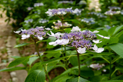 大阪城公園にて