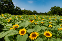 ひまわりには青空が似合う