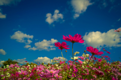 秋桜