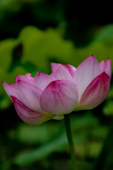 万博記念公園にて