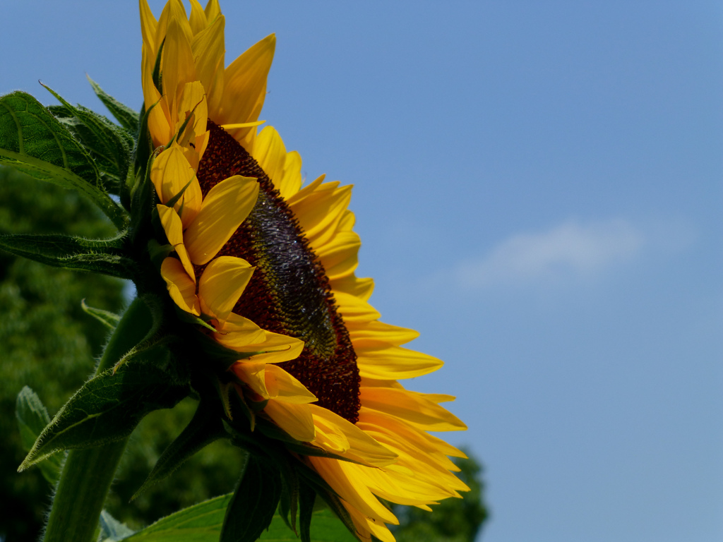 暑中お見舞い申し上げます