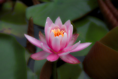 鶴見緑地公園にて