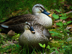 万博記念公園にて
