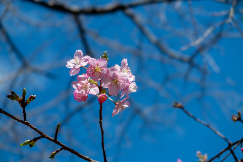 桜咲く