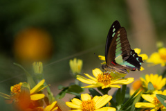 長居植物園にて