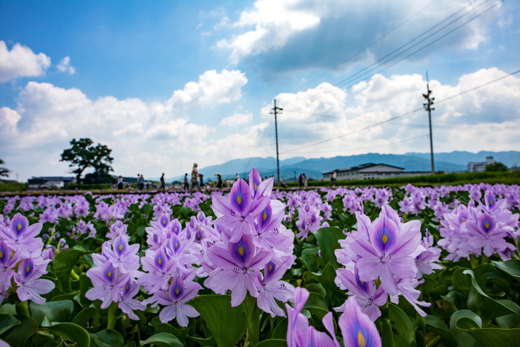 ホテイアオイ定植農園