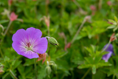 鶴見緑地公園にて