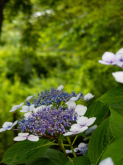 梅雨入りの大阪城公園